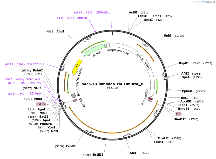 145938-plasmid-map-sequence-id-288383