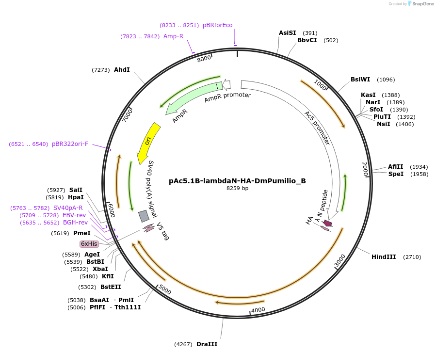 145945-plasmid-map-sequence-id-288390