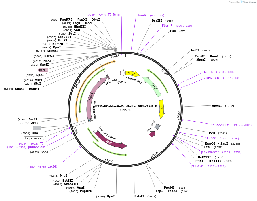 145965-plasmid-map-sequence-id-288410