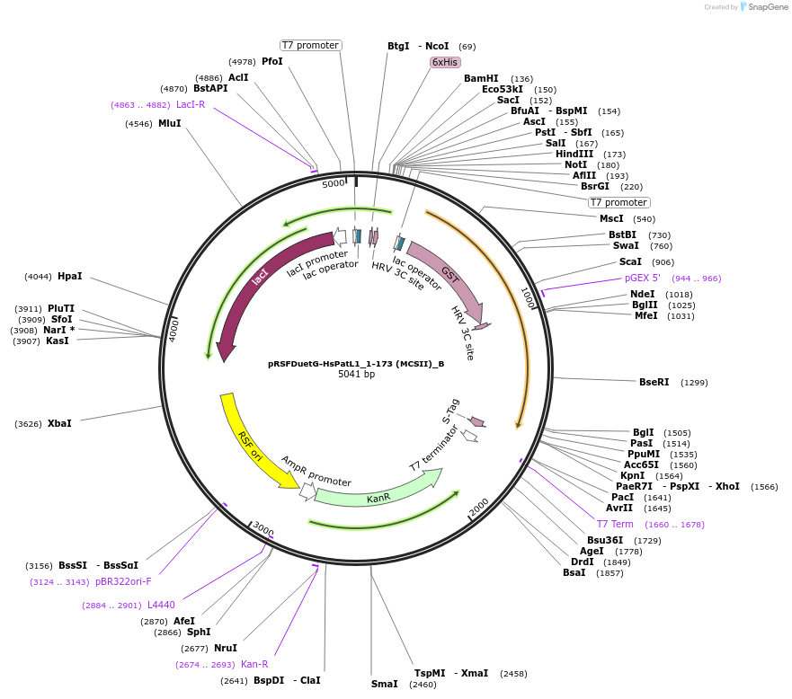 145969-plasmid-map-sequence-id-288414
