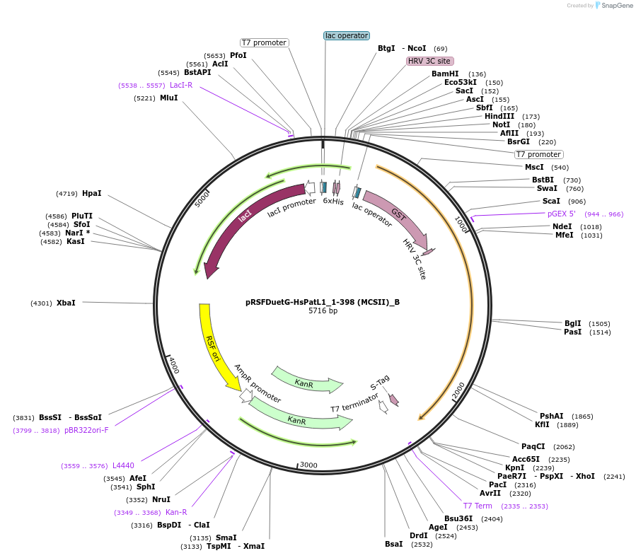 145970-plasmid-map-sequence-id-288415