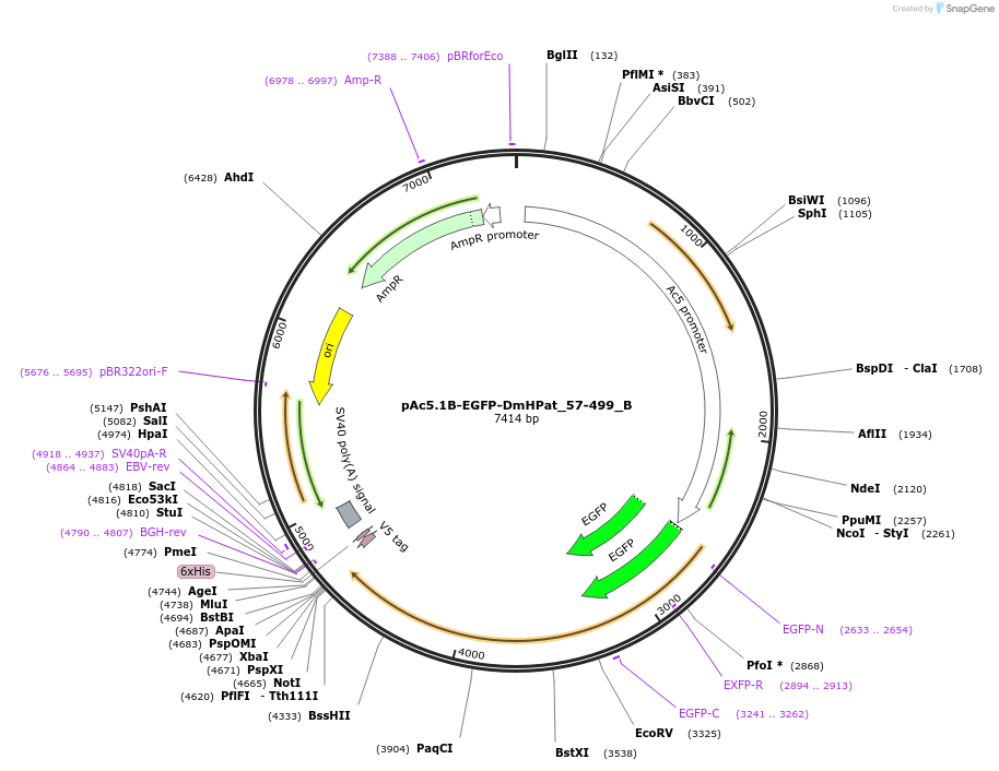 145978-plasmid-map-sequence-id-288423