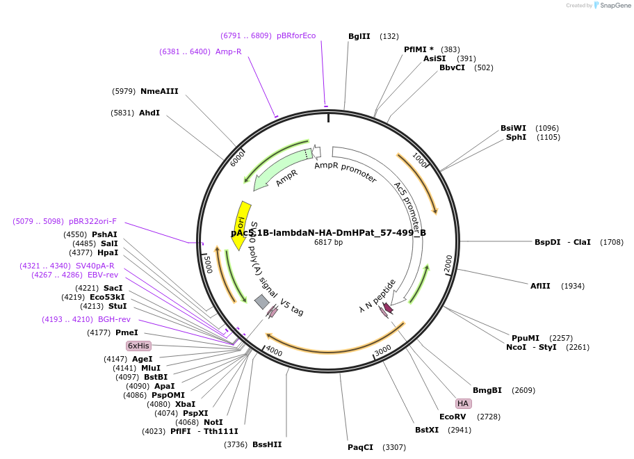 145979-plasmid-map-sequence-id-288424