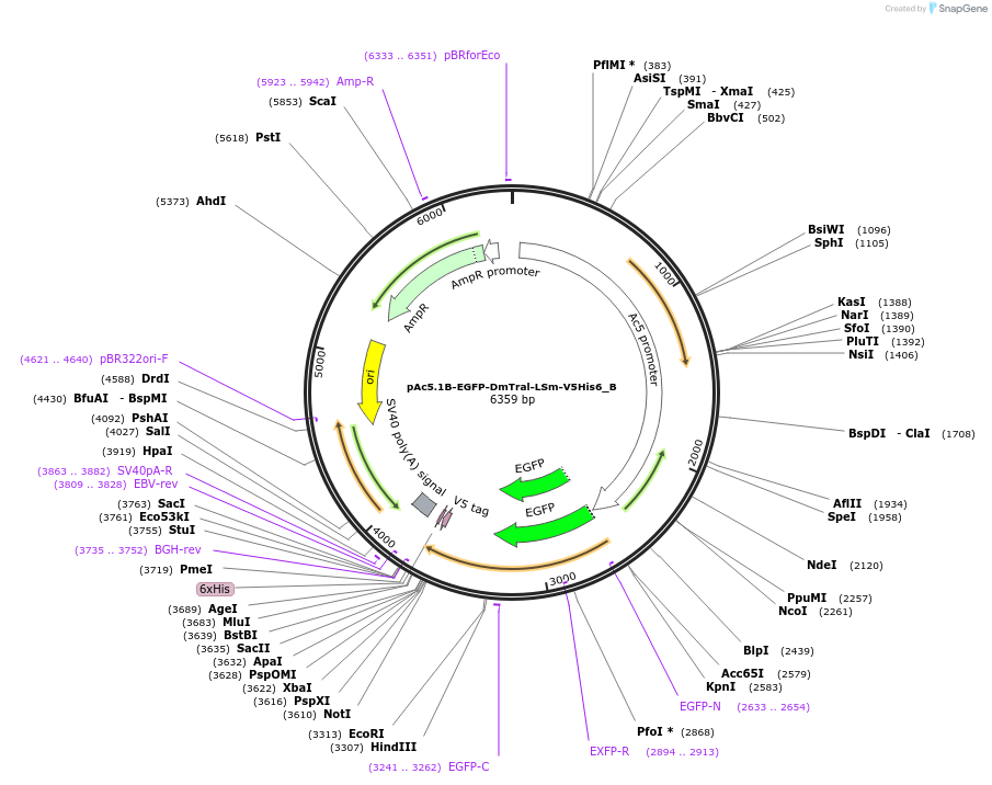 145986-plasmid-map-sequence-id-288431