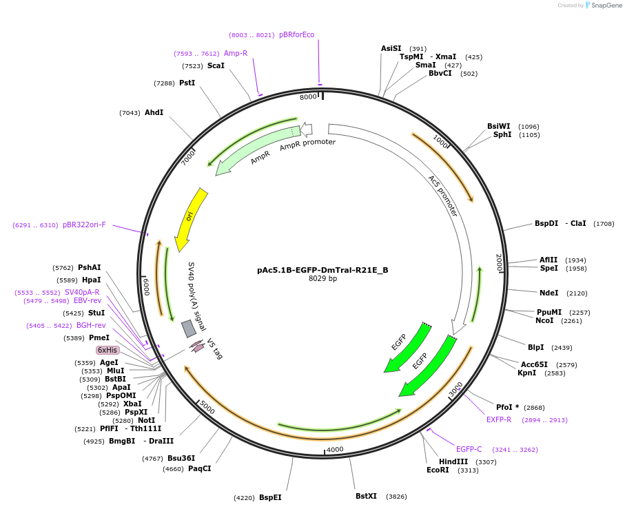 145987-plasmid-map-sequence-id-288432
