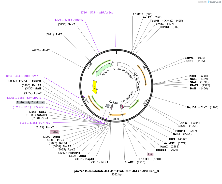145994-plasmid-map-sequence-id-288439