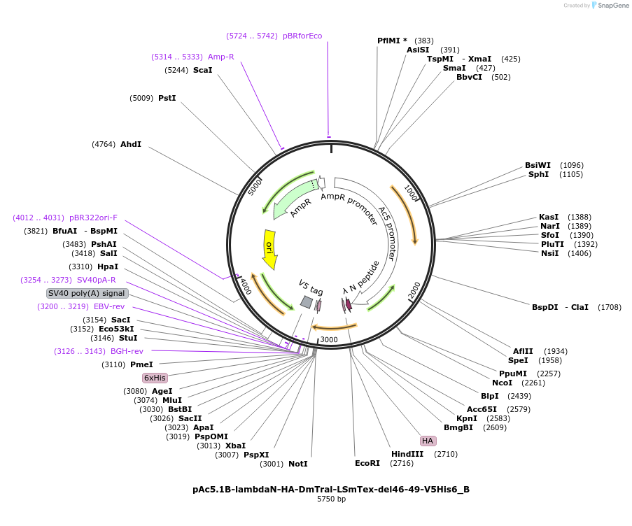 145995-plasmid-map-sequence-id-288440