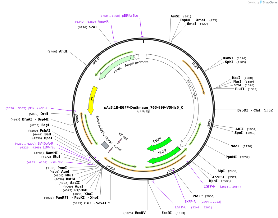 146004-plasmid-map-sequence-id-288449