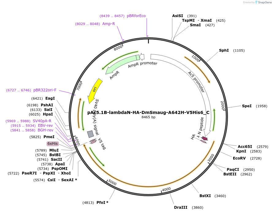 146014-plasmid-map-sequence-id-288459