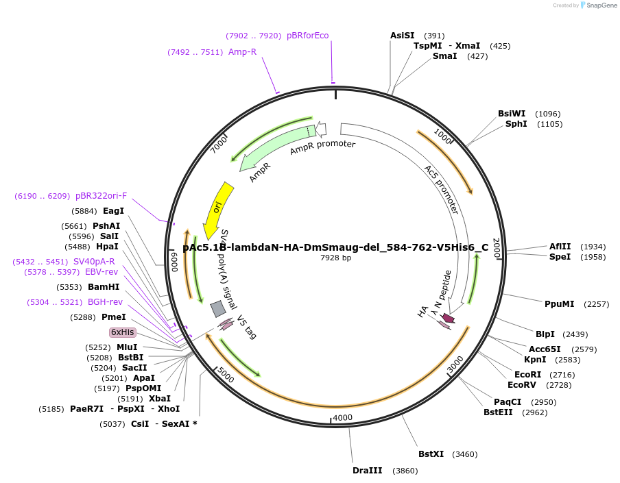 146015-plasmid-map-sequence-id-288460