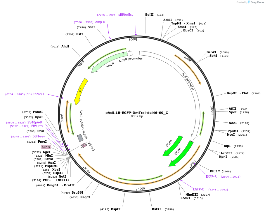 146043-plasmid-map-sequence-id-288488