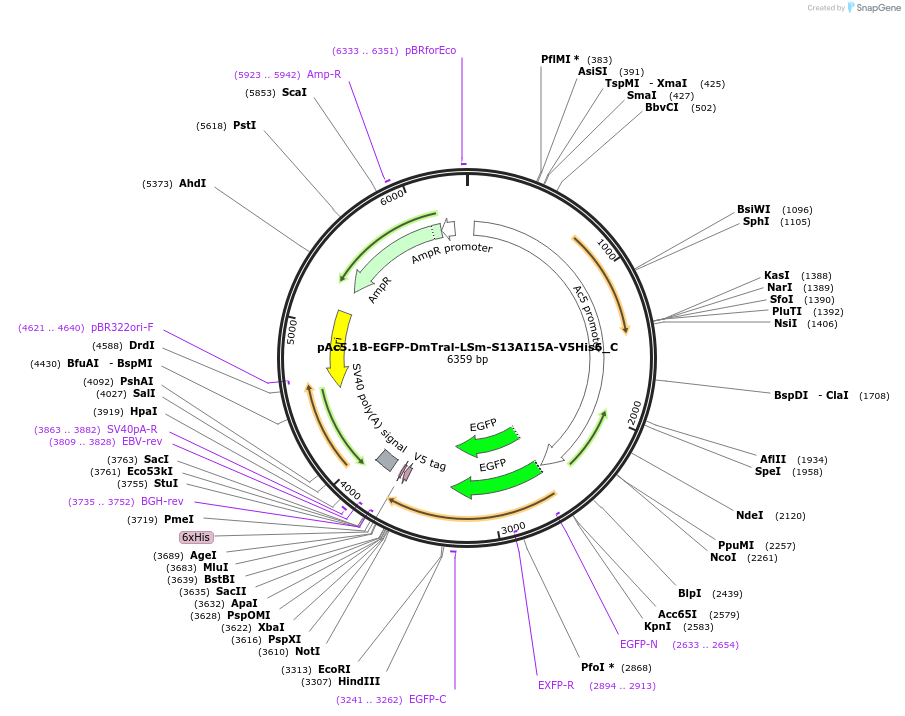 146055-plasmid-map-sequence-id-288500