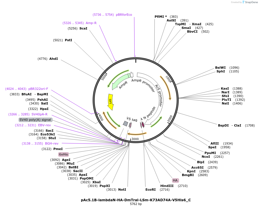 146070-plasmid-map-sequence-id-288515