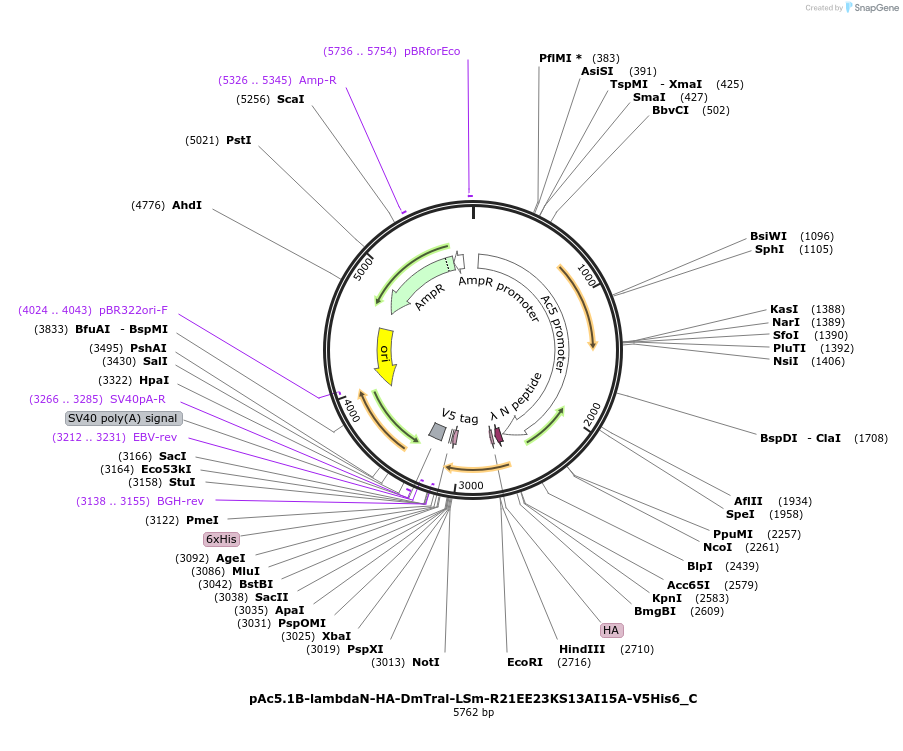 146072-plasmid-map-sequence-id-288517