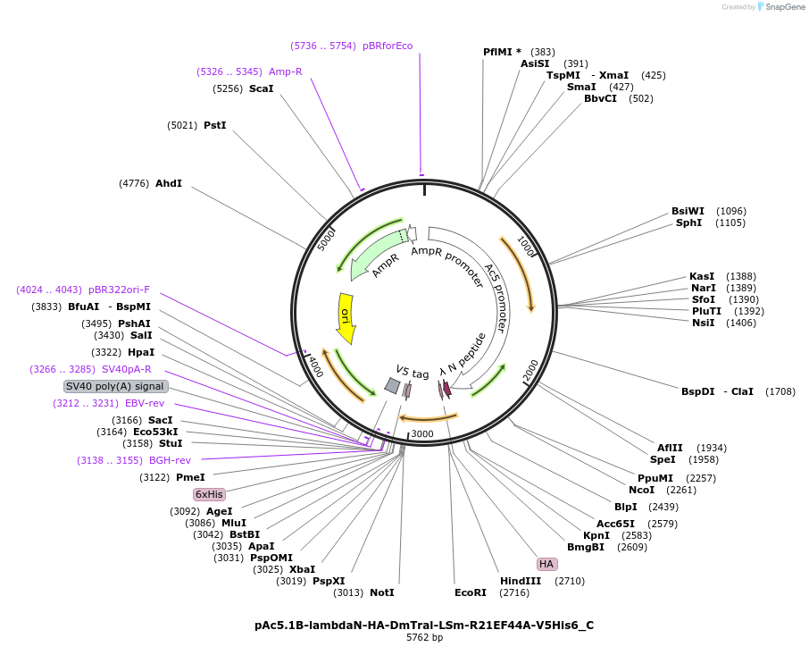 146074-plasmid-map-sequence-id-288519