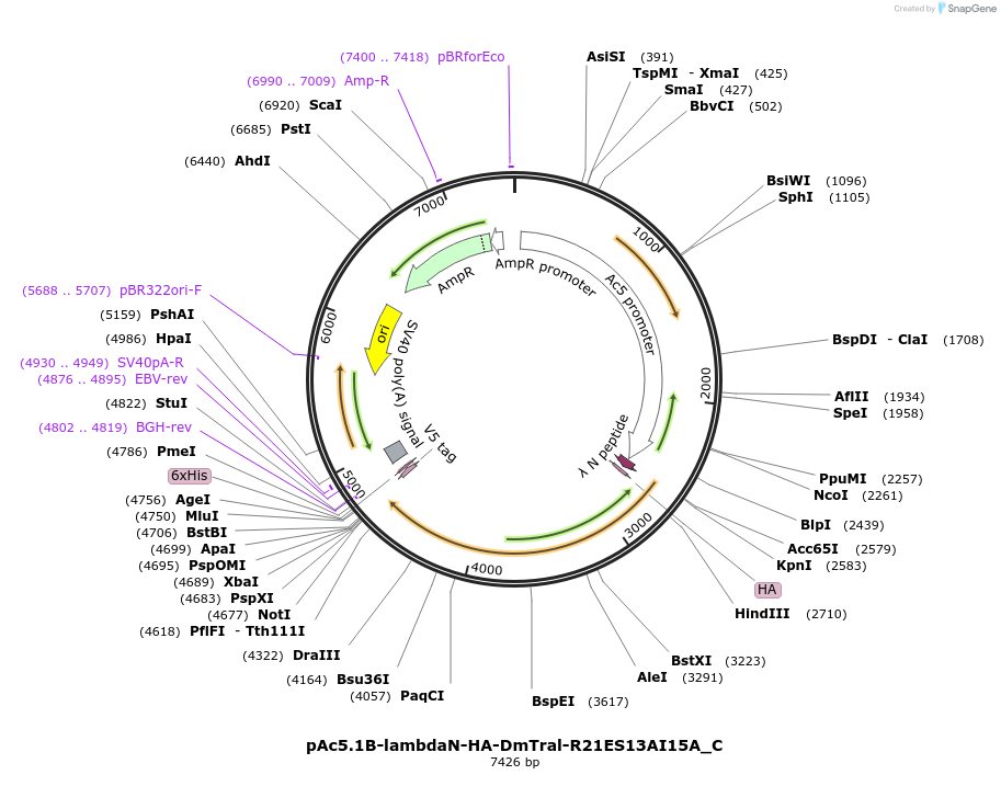 146079-plasmid-map-sequence-id-288524