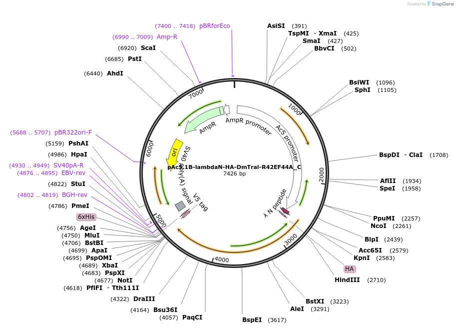 146080-plasmid-map-sequence-id-288525