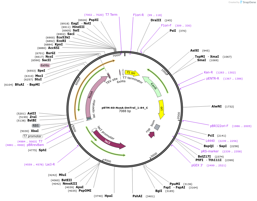 146082-plasmid-map-sequence-id-288527