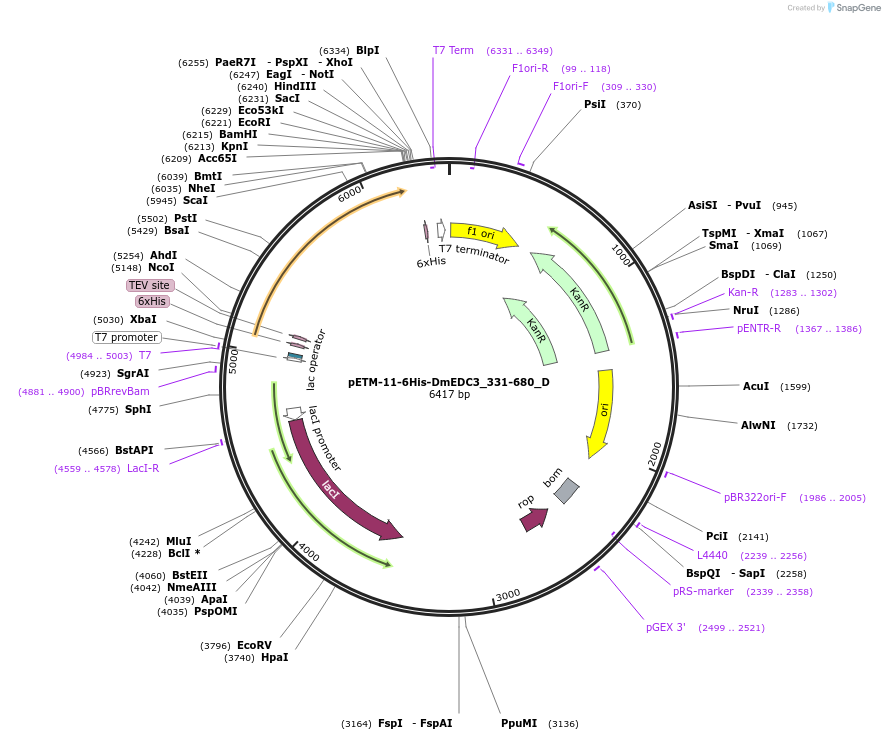 146100-plasmid-map-sequence-id-288545
