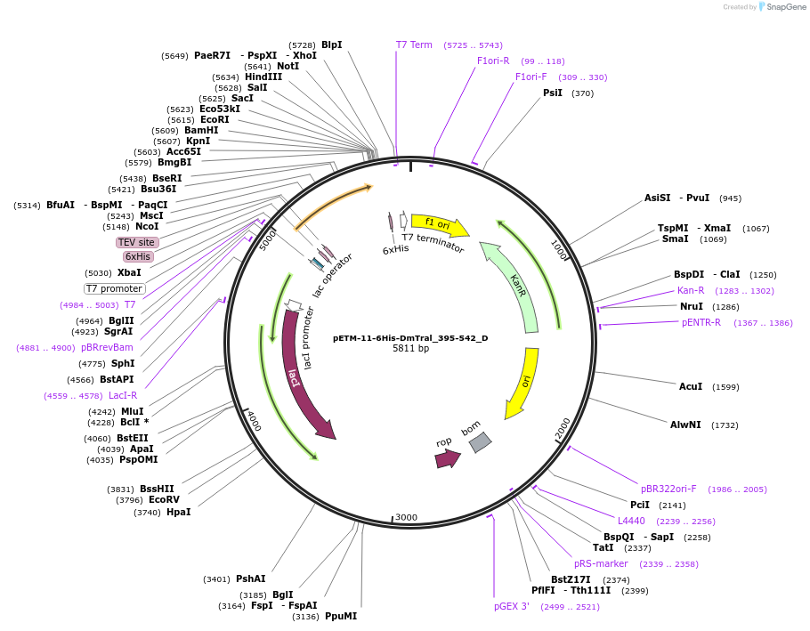 146101-plasmid-map-sequence-id-288546