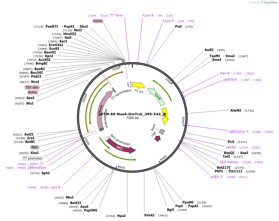 146103-plasmid-map-sequence-id-288548