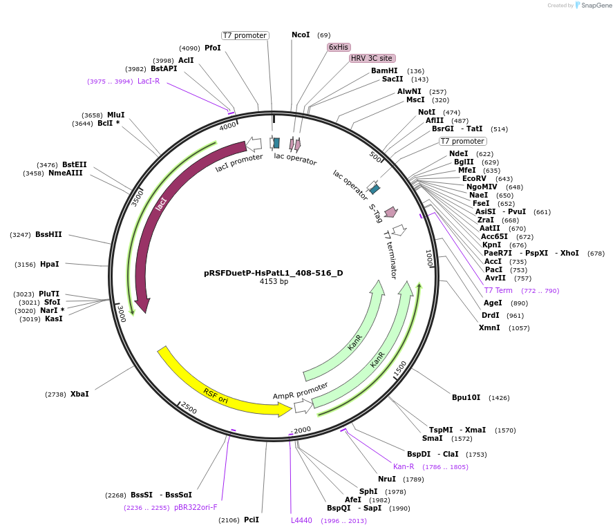 146114-plasmid-map-sequence-id-288559