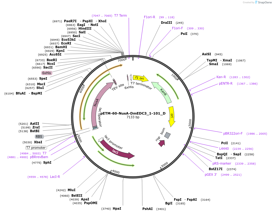 146126-plasmid-map-sequence-id-288571