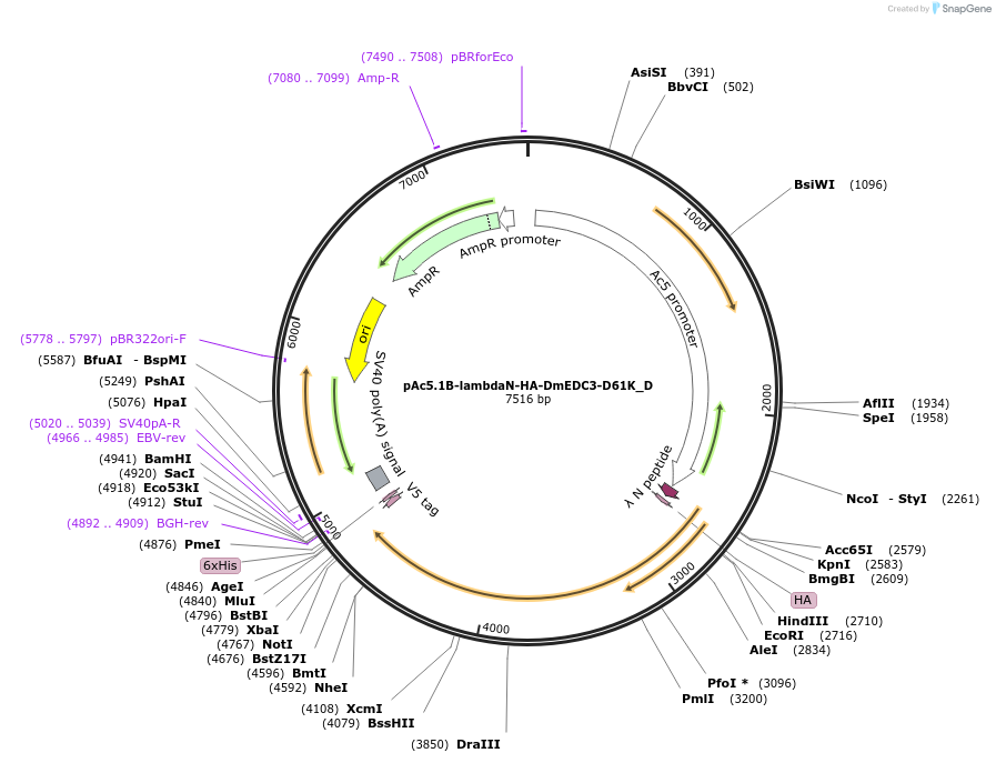 146132-plasmid-map-sequence-id-288577