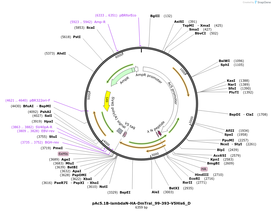 146137-plasmid-map-sequence-id-288582
