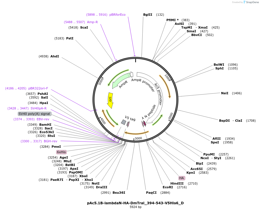 146138-plasmid-map-sequence-id-288583