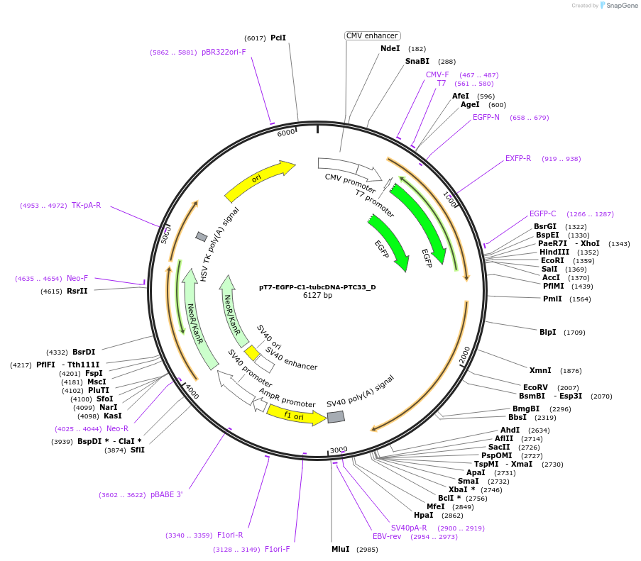 146141-plasmid-map-sequence-id-288586