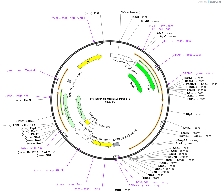 146142-plasmid-map-sequence-id-288587
