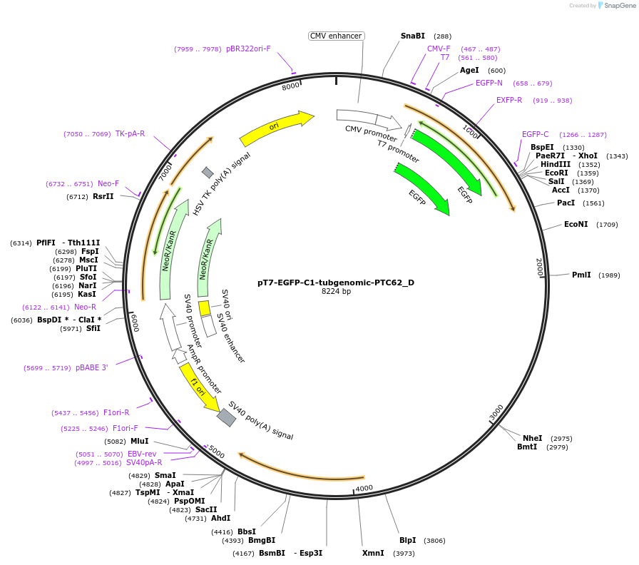 146145-plasmid-map-sequence-id-288590