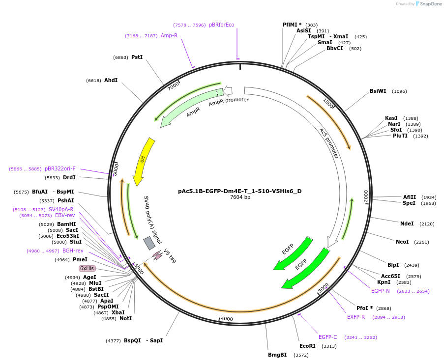 146149-plasmid-map-sequence-id-288594