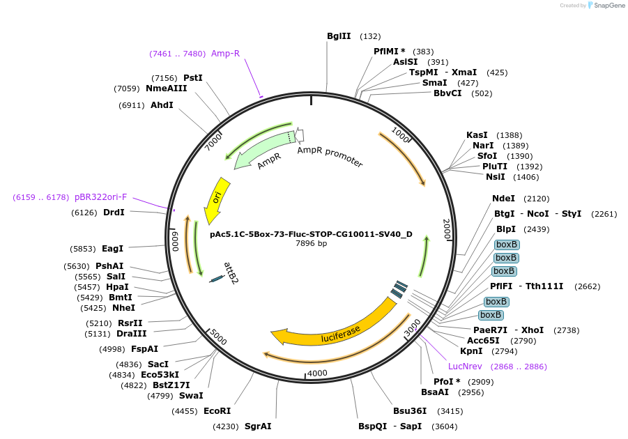 146157-plasmid-map-sequence-id-288602