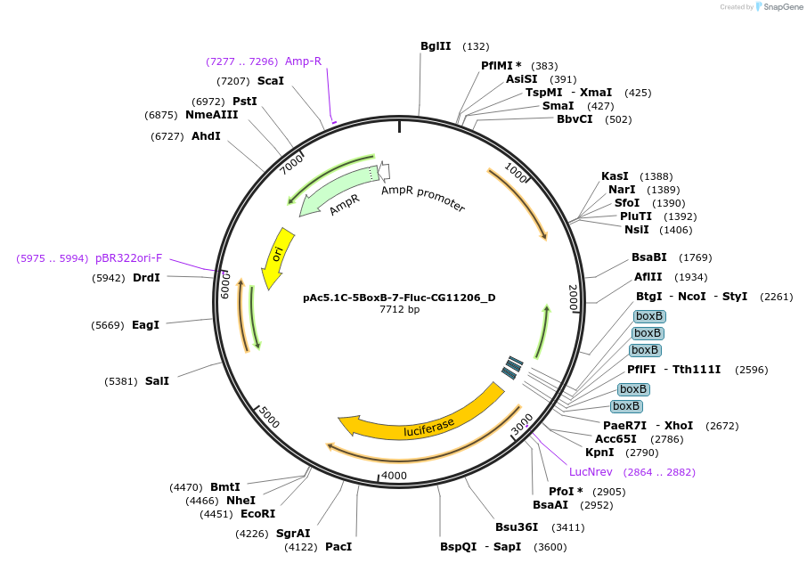146158-plasmid-map-sequence-id-288603