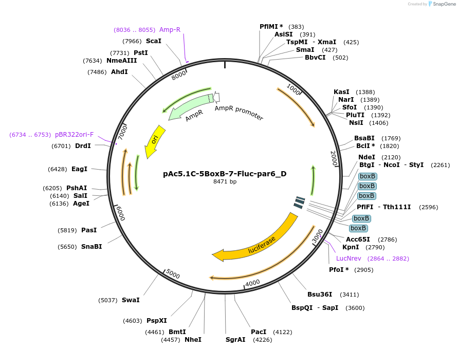 146159-plasmid-map-sequence-id-288604