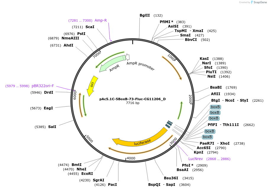 146160-plasmid-map-sequence-id-288605