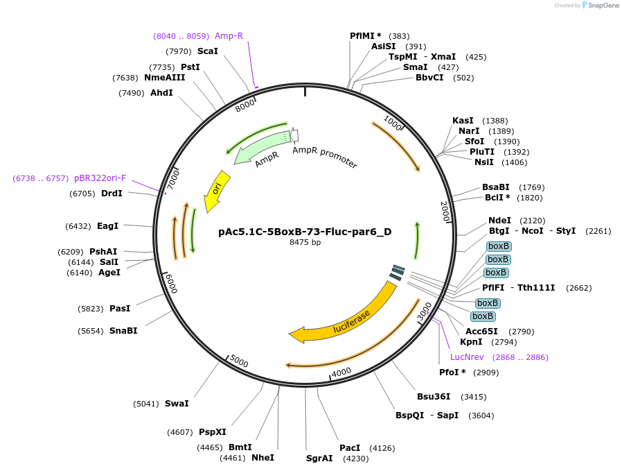 146161-plasmid-map-sequence-id-288606