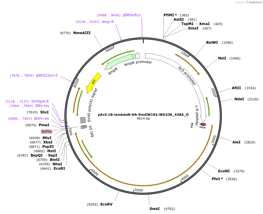 146164-plasmid-map-sequence-id-288609