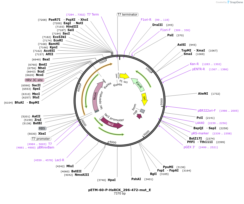 146172-plasmid-map-sequence-id-288617