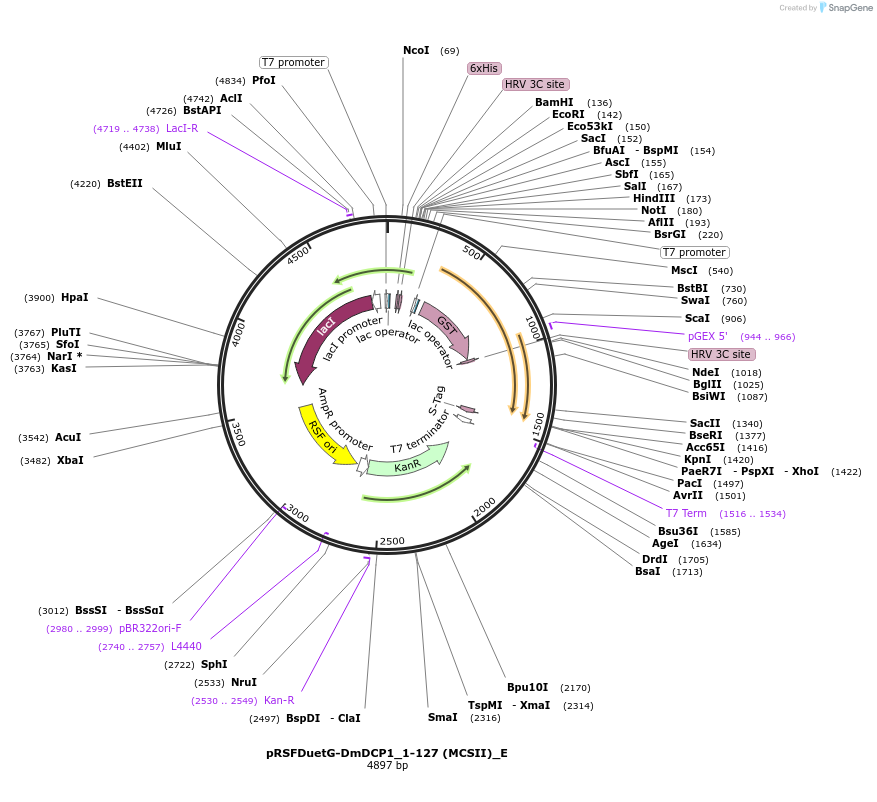146173-plasmid-map-sequence-id-288618