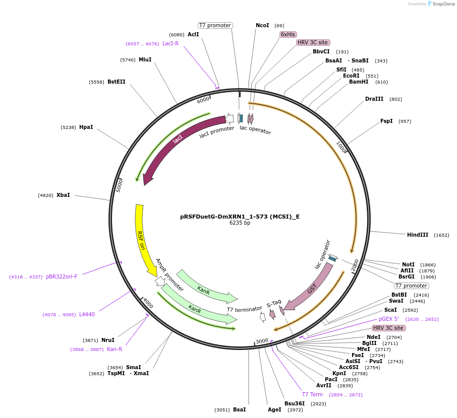 146176-plasmid-map-sequence-id-288621