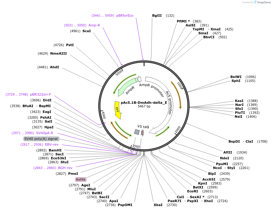 146181-plasmid-map-sequence-id-288626