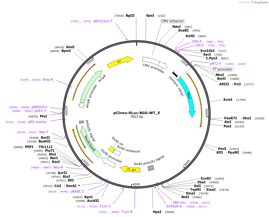 146192-plasmid-map-sequence-id-288637