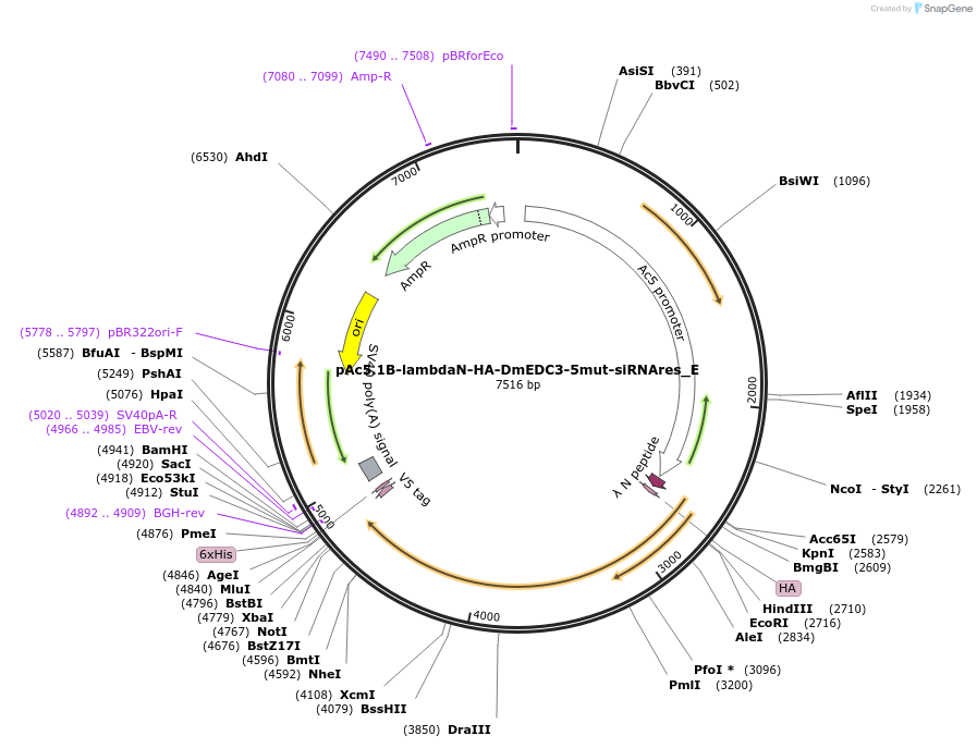 146194-plasmid-map-sequence-id-288639