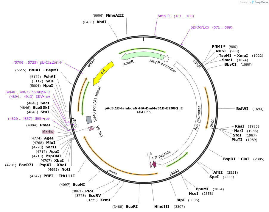 146201-plasmid-map-sequence-id-288646