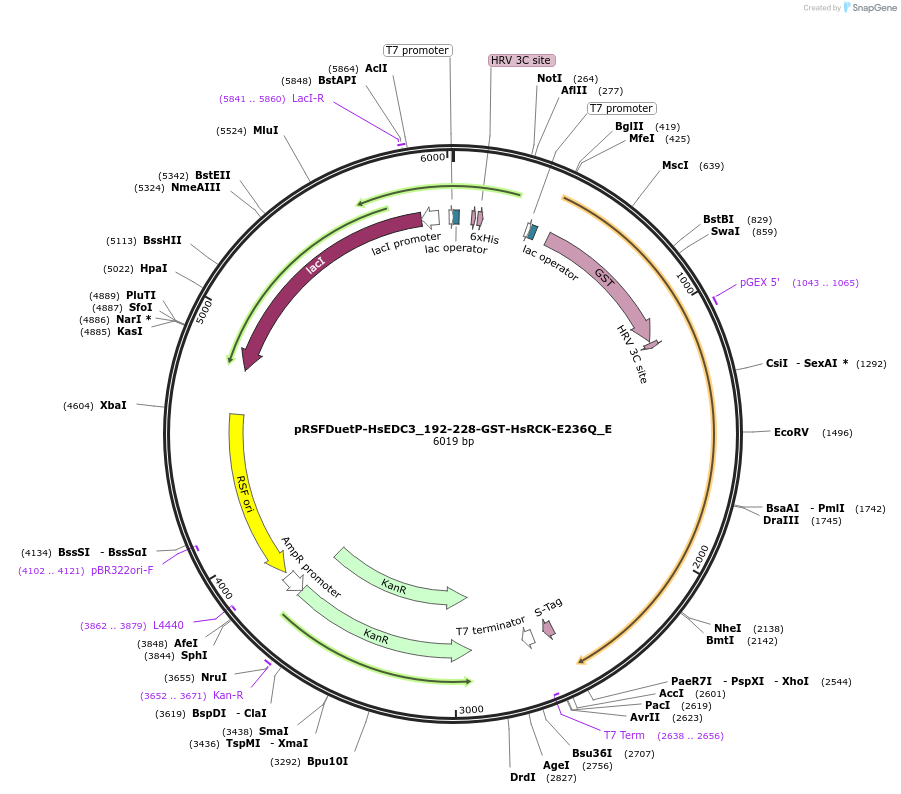 146212-plasmid-map-sequence-id-288657