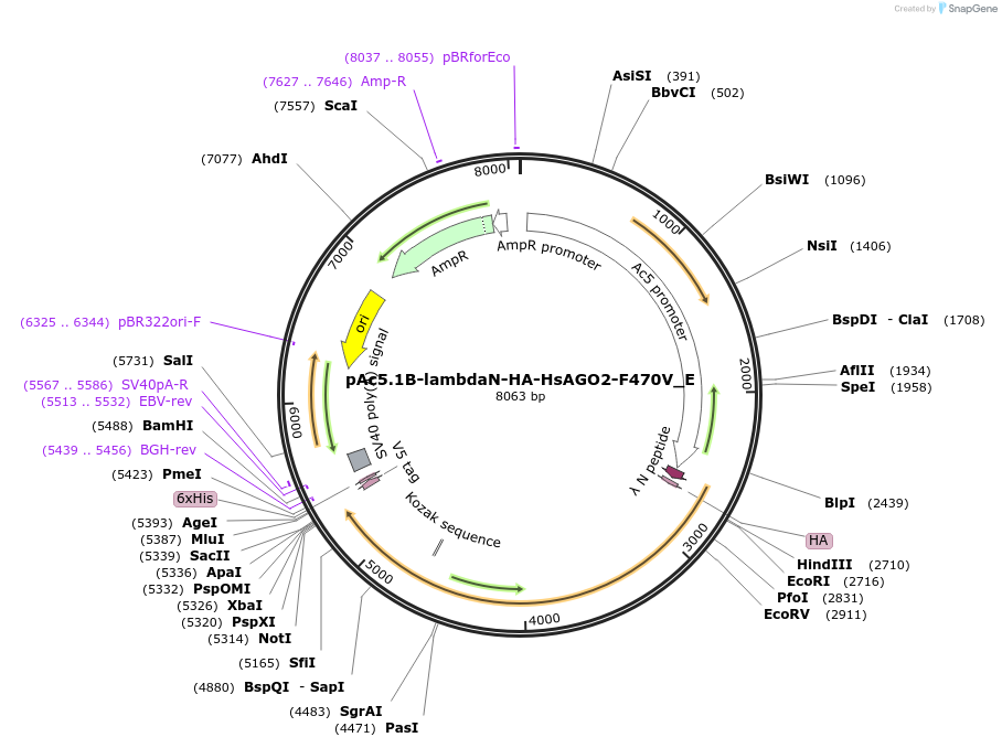 146225-plasmid-map-sequence-id-288670