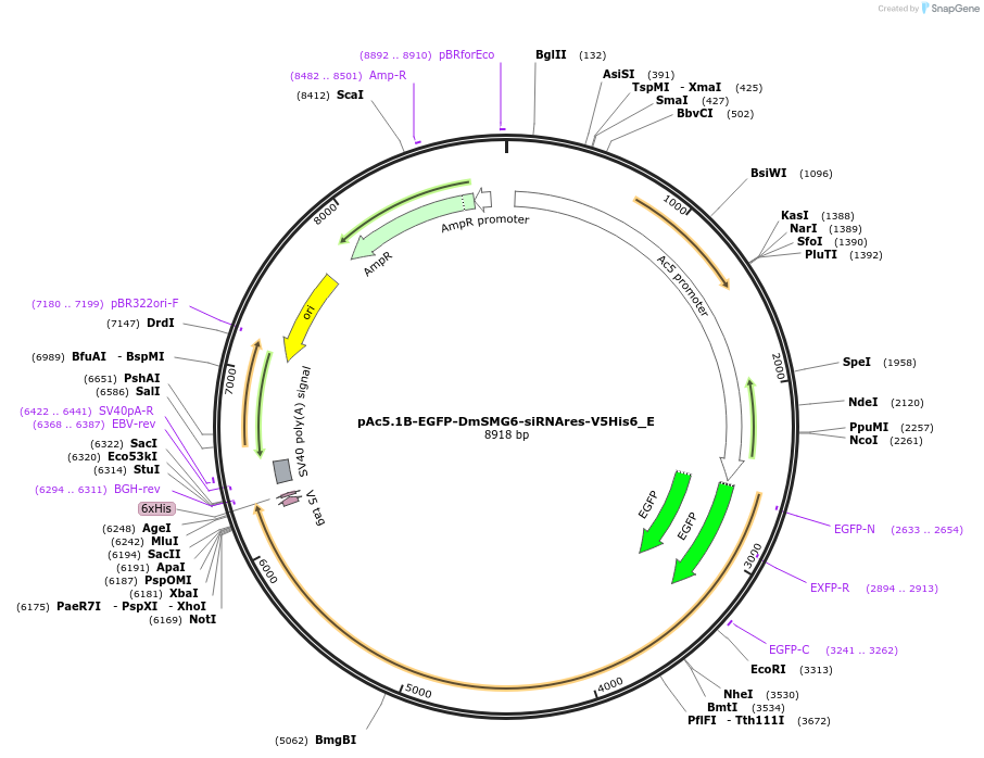 146230-plasmid-map-sequence-id-288675
